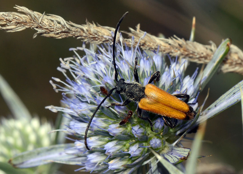 Paracorymbia fulva?